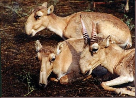Amazing Animal Pictures The Saiga Antelope (2)