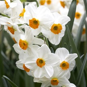 [narcissus1%255B6%255D.jpg]