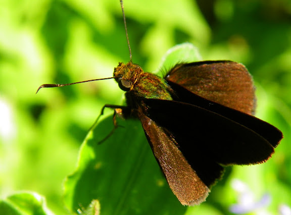 Lépidoptères de Pitangui au Minas Gerais - Euphyes peneia (GODMAN, 1900) (?). Pitangui (MG, Brésil), 8 mai 2011. Photo : Nicodemos Rosa