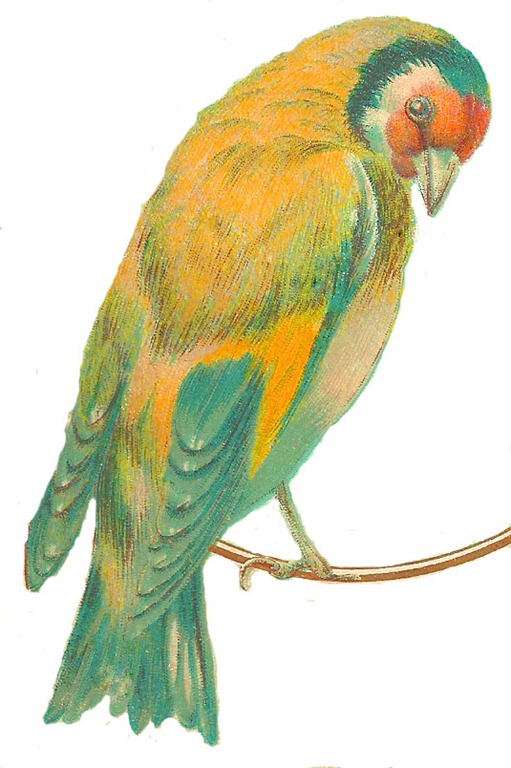 [parrot2%255B6%255D.jpg]