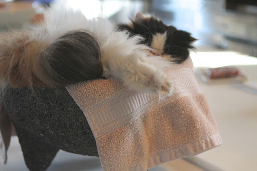 A bulging neck disc!  Horrors!  Even I was worried about Francesca.  Those seizures she was having were not fun to watch!