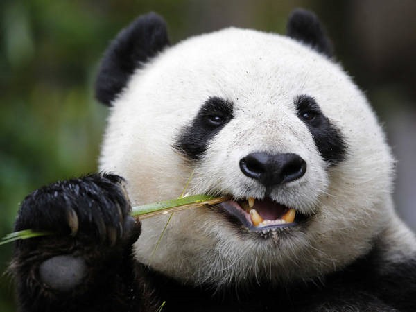 7- Panda 7- Panda