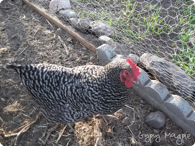 Barred Rock