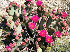Group of Beavertail Cacti ready to explode with flowers