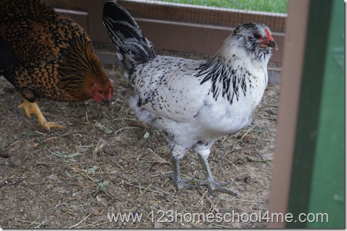 Backyard Chickens: black and white Easter Egger Backyard Chickens: black and white Easter Egger