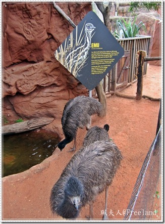 wildlife6