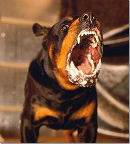 Vicious Mad Dog 2 Vicious Mad Dog 2