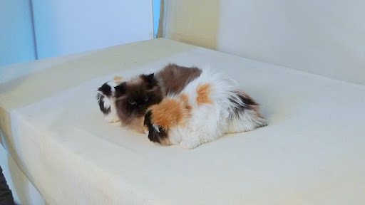 And Princess Peony, too?  I simply won't have it!