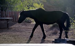 Wild Horse walking through our campground!