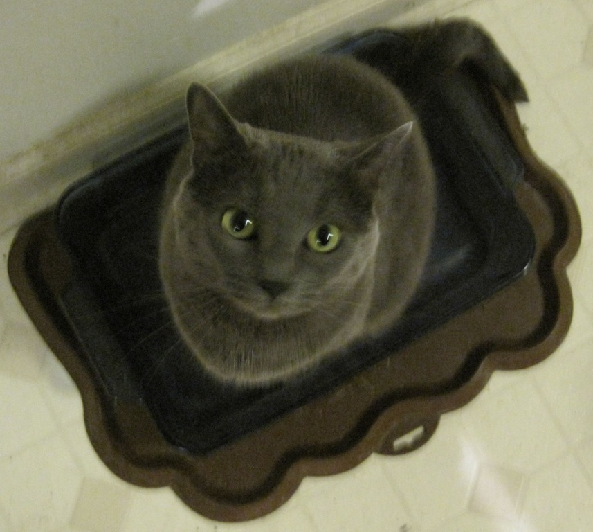[Pungy-in-water-dish%255B5%255D.jpg]