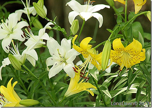Lilies_Woodland2 Lilies_Woodland2