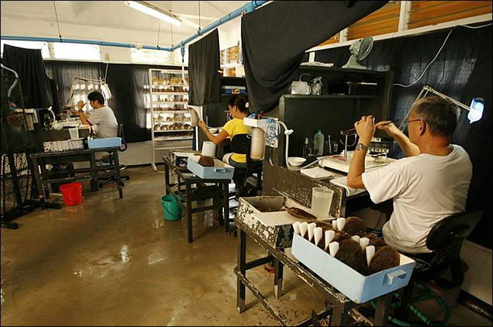 Image Dimension: 700x465 :: The making of Golden Pearl on the island of Palawan in southwestern Philippines The making of Golden Pearl on the island of Palawan in southwestern Philippines