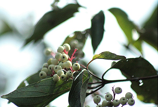 CC_UnknownBush CC_UnknownBush