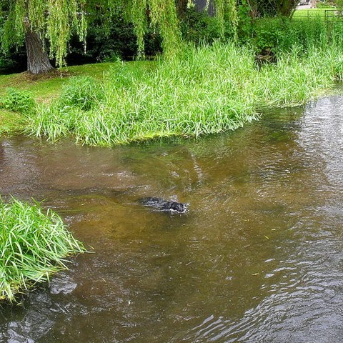 labrador dog enjoying a swim