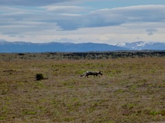 A fox in the pampa.