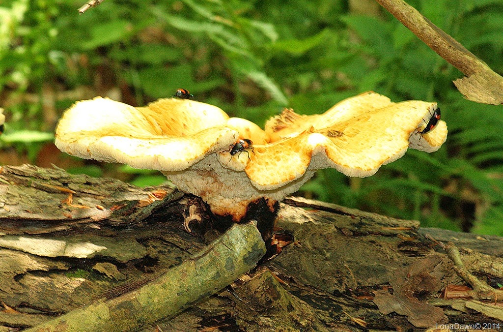 [Red%2520and%2520Black%2520Beetle2%2520Nicrophorus%2520sayi%255B15%255D.jpg]