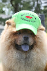 I'll just borrow this hat from the greenhouse.  I could really go for some cool and juicy watermelon right about now.
