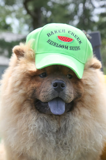 I'll just borrow this hat from the greenhouse.  I could really go for some cool and juicy watermelon right about now.