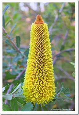 131124_UCD_Arboretum_Banksia-praemorsa_04