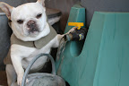 Now we just have to discharge some of the finished compost tea into this watering can and get busy in the greenhouse.