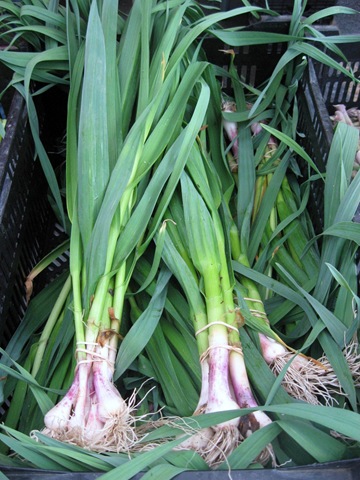 [spring%2520garlic%25204%2520winds%255B5%255D.jpg]