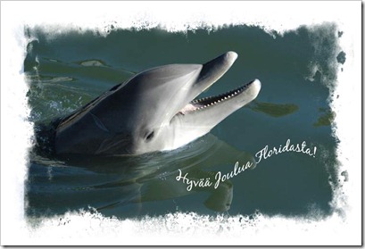 Dolphin-x-mas-card-image-2011
