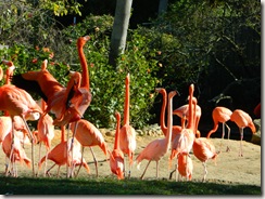 flamingo's