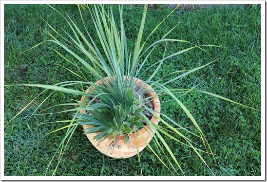 120908_Yucca-rostrata- -Echium-wildpretii_01