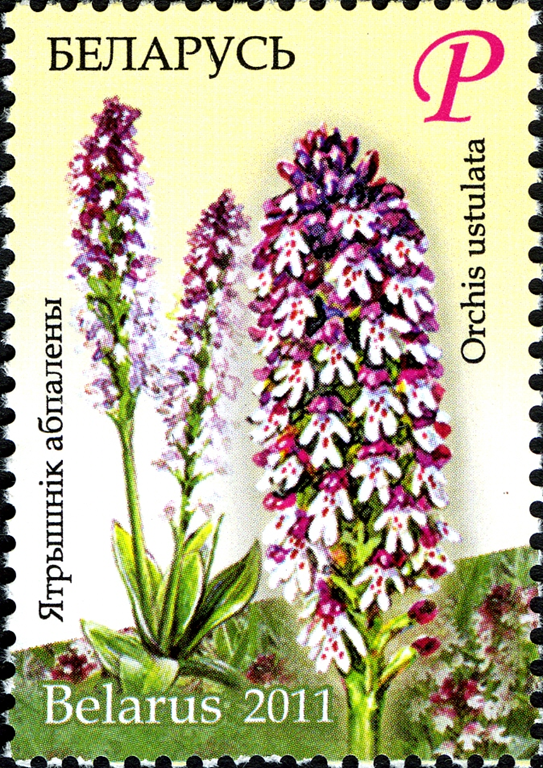 [image7.png]