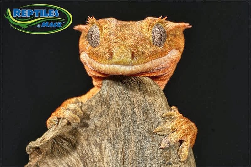 [Amazing%2520Animal%2520Pictures%2520crested%2520geckos%2520%252812%2529%255B3%255D.jpg]