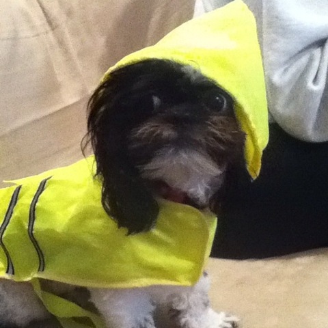[hurricane-sandy-dogs-26%255B2%255D.jpg]