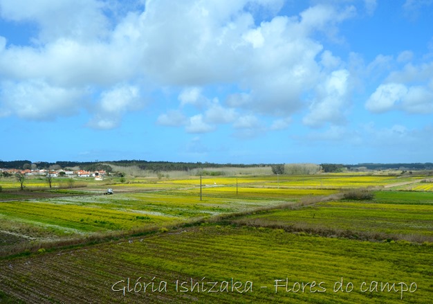 Glória Ishizaka - primavera - campo