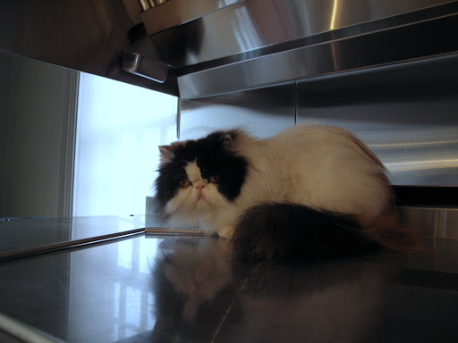 Why do you suppose she up there, anyway?  Perhaps she enjoys having a grand perspective over the kitchen.