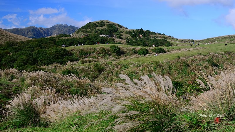 台北 陽明山 冷水坑 擎天崗 秋 芒