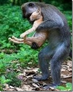 monyet_kucing monyet_kucing