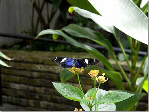 Small Blue Grecian