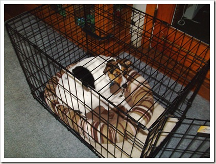 sadie in crate 001 sadie in crate 001