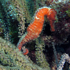 Seahorse @ Wannadive Belnem