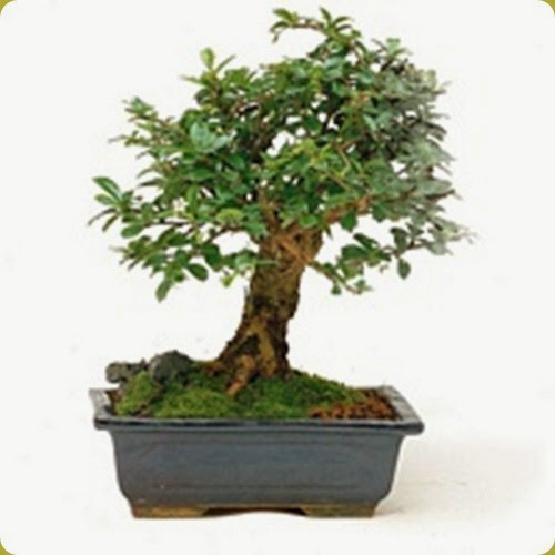 Crassula arborescens Portulacaria2 Crassula arborescens Portulacaria2