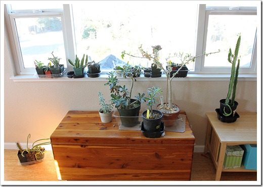 111219_houseplants_upstairs 111219_houseplants_upstairs