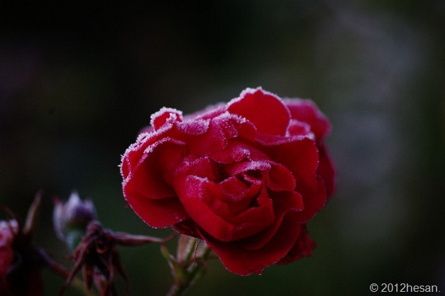 IMGP6449 (640x425) IMGP6449 (640x425)