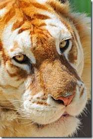 closeup_portrait_of_the_golden_tiger_by_tambako_the_jaguar_from_flickr_cc-nc-nd closeup_portrait_of_the_golden_tiger_by_tambako_the_jaguar_from_flickr_cc-nc-nd
