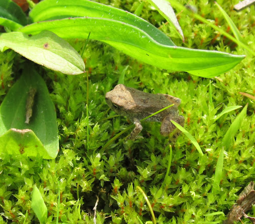 Baby%252520american%252520toad%2525201