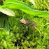 Baby%252520american%252520toad%2525201