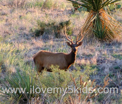 Deer in Big Bend 2012