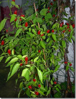 DSCN5929 DSCN5929