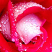 Flower247.JPG