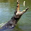 Big Tex Reaching For Some Lunch - Port Douglas, Australia
