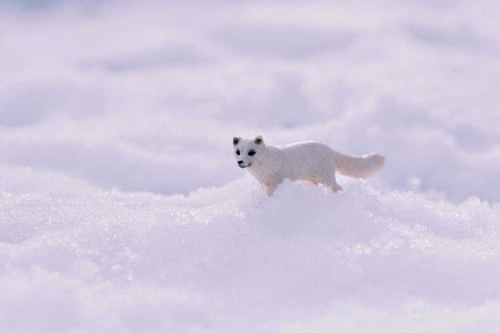 [IMG_7177%255B20%255D.jpg]