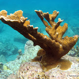 UnderwaterJacquesCousteauPark UnderwaterJacquesCousteauPark